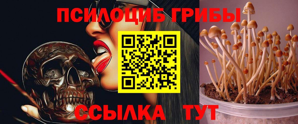 Ленинск-Кузнецкий  Псилоцибиновые грибы Psilocybine cubensis  Вход с VPN  Псилоцибиновые грибы GOLDEN TEACHER 
